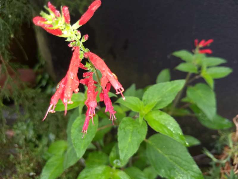 Blüte des Ananassalbeis