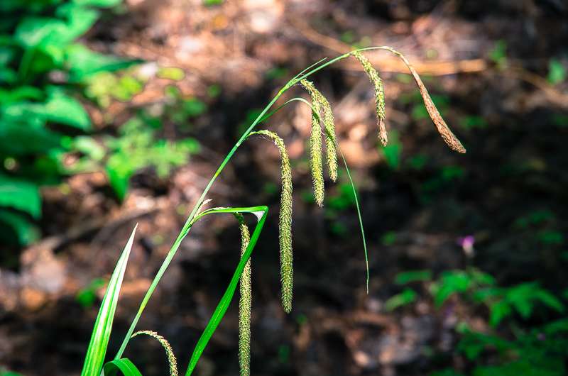 Blütenstand von Carex pendula