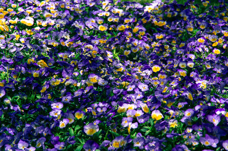 Blütenteppich aus Hornveilchen