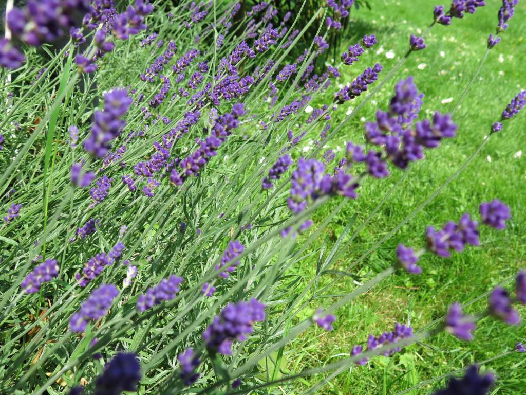 Lavendel "Hidcote Blue"
