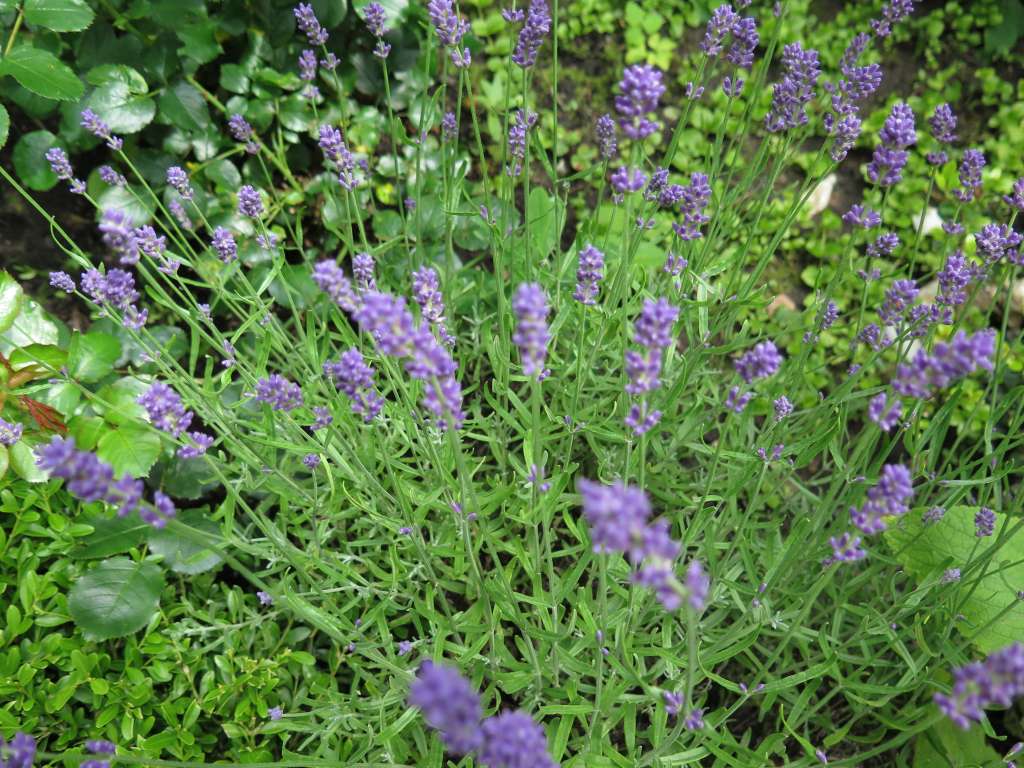 blühender Lavendelstrauch