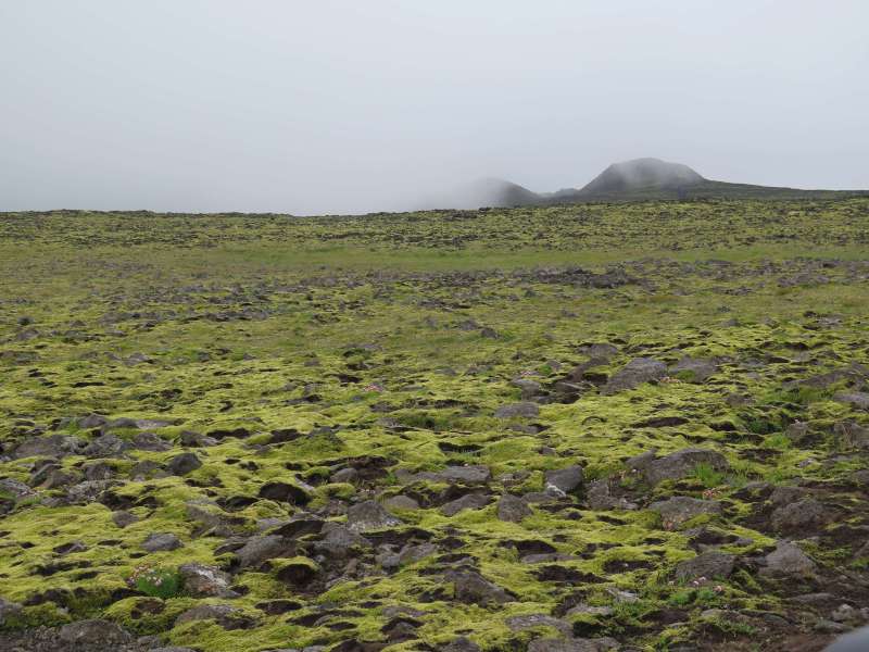 mit Moos bewachsenes Gestein in Island
