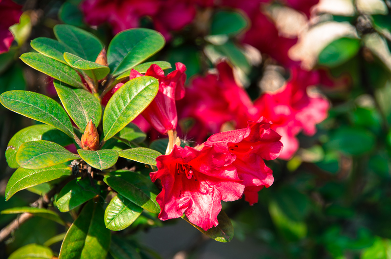 kleiner rot blühender Rhododendron
