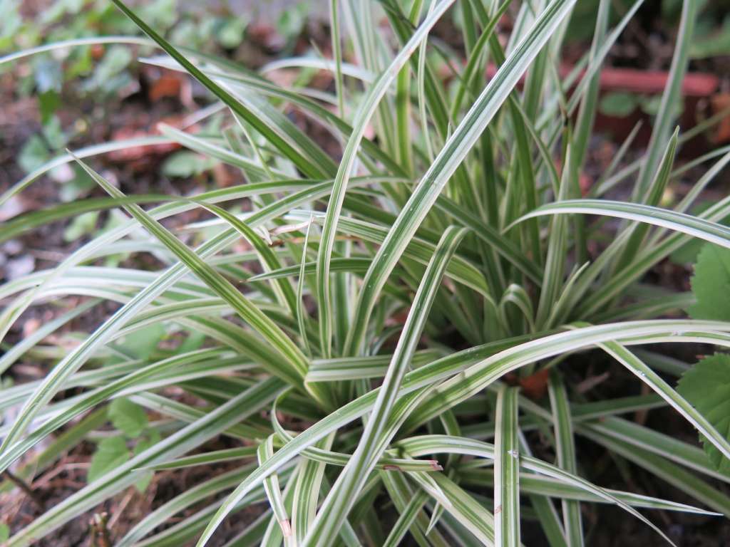 Carex morrowii "Silver Sceptre"