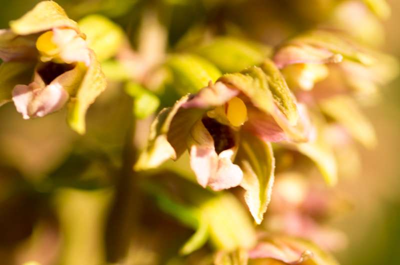 Blüten der Breitblättrigen Stendelwurz