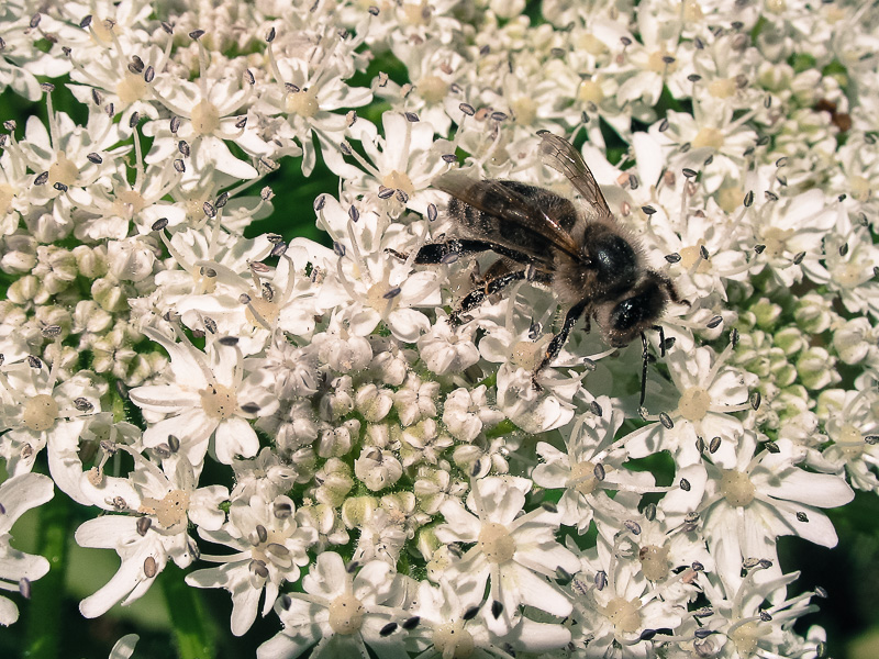 Biene beim Sammeln von Pollen und Nektar