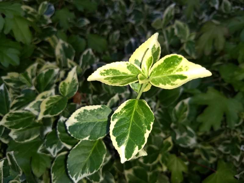 Kriechspindel mit weißgrünen Blättern